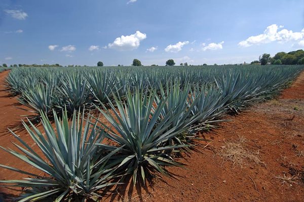 New Sweetener From The Tequila Plant May Aid Diabetes and Weight Loss photo