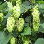 British aromatic hops sought by craft brewers photo