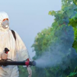 Winery Found Guilty of Pesticide Poisoning photo
