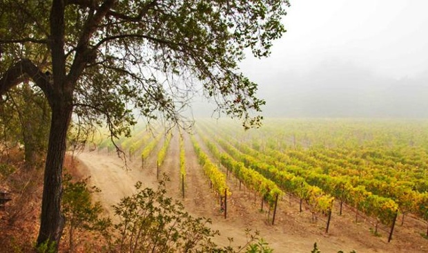 Santa Cruz, Soledad vineyards spotlighted by California State Fair photo