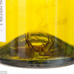 Man finds huge poisonous spider floating in a bottle of white wine photo