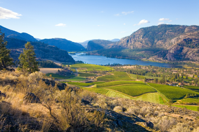 Okanagan Valley contender for top wine region in world photo
