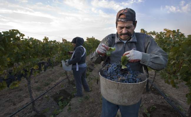 Washington’s grape growers expect third consecutive record year photo