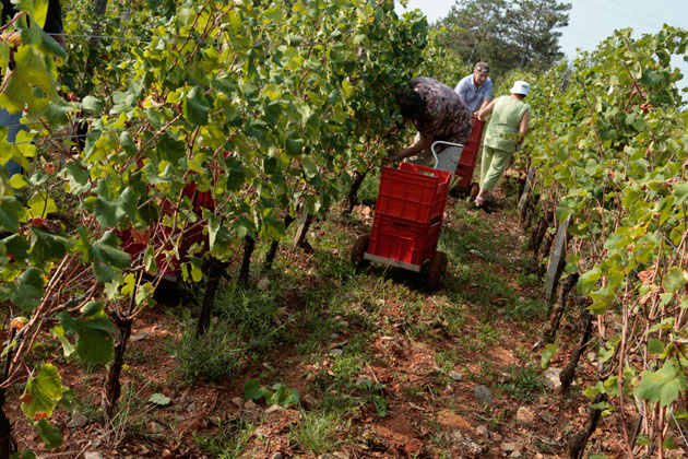 2014 California wine grape crop an excellent vintage photo