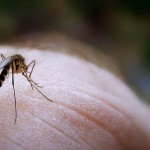 Drink Less Alcohol to Help Keep Mosquitoes Away photo
