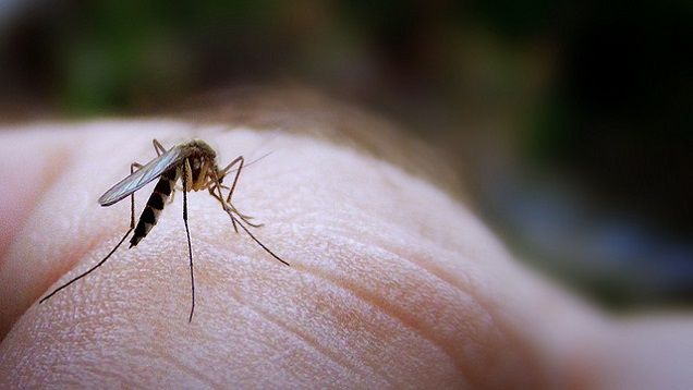 Drink Less Alcohol to Help Keep Mosquitoes Away photo