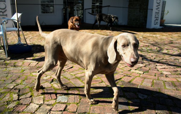Introducing Franschhoek Wine Dogs photo
