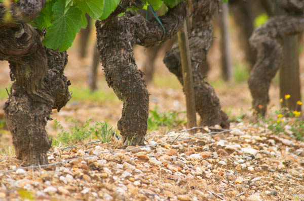 Does soil truly influence the flavour of wine? photo