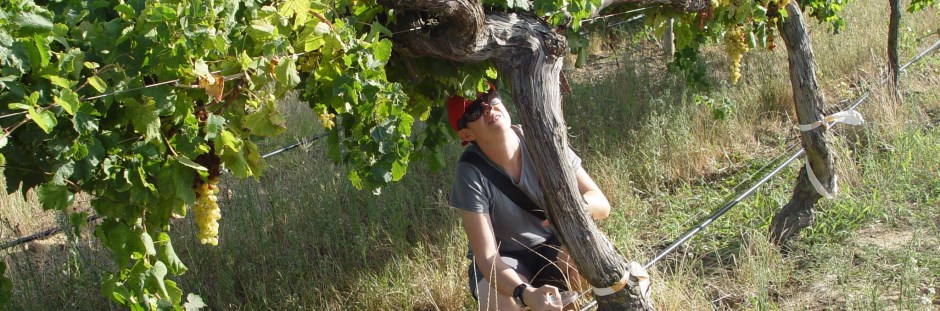 Researcher assesses white rot problems in SA vineyards photo
