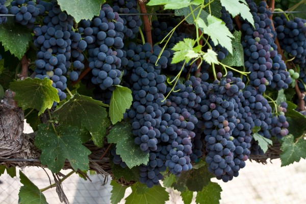 #WineWednesday features South African Shiraz photo