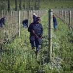 High court rules in favour of De Morgenzon`s workers photo