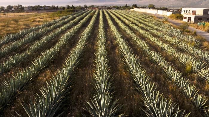 California-Grown Agave Is Making Tequila Sustainable photo