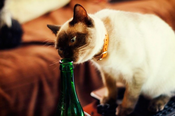 Give it up for this cat who drank 3 bottles of wine and survived photo