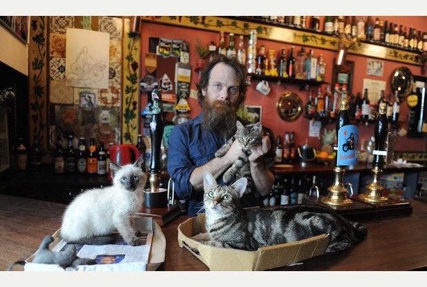 City centre pub serves the purr-fect pint thanks to its 15 resident cats photo