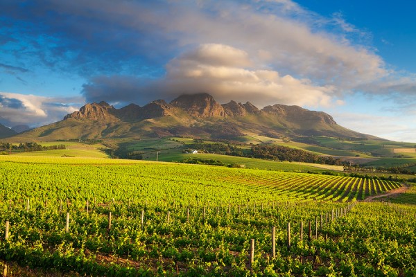 This is how much money you need to buy a wine farm in Stellenbosch photo