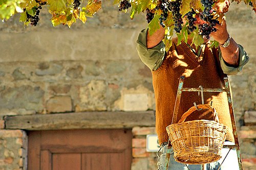 Italy reclaims spot as world`s biggest wine producer from France photo