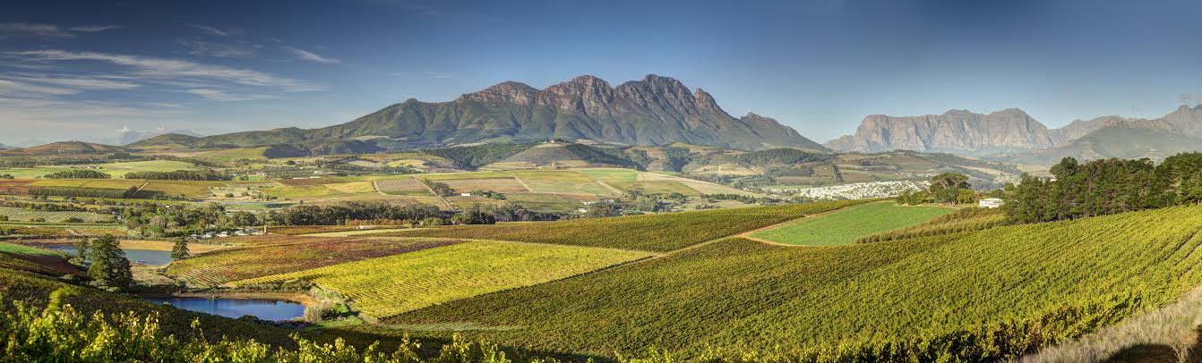 Simonsig Wine Estate: A Groundbreaking South African Producer photo