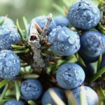 Nearly all juniper used in gin is picked wild photo