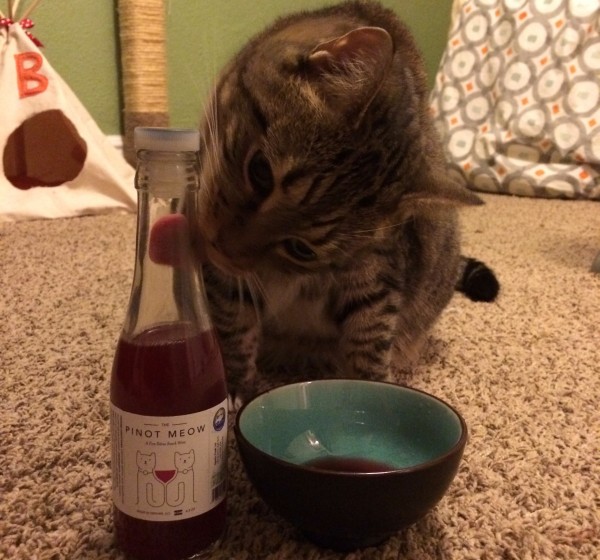 You can now buy Pinot Meow for your cat photo