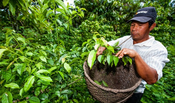 Can Tea Help Save the Amazon? photo