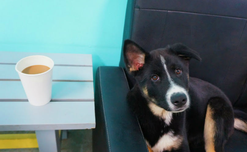 America’s First Dog Café Lets You Drink Coffee And Cuddle Adoptable Dogs photo