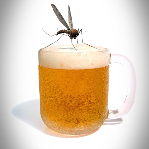 Drinking beer can make you more susceptible to mosquito bites photo