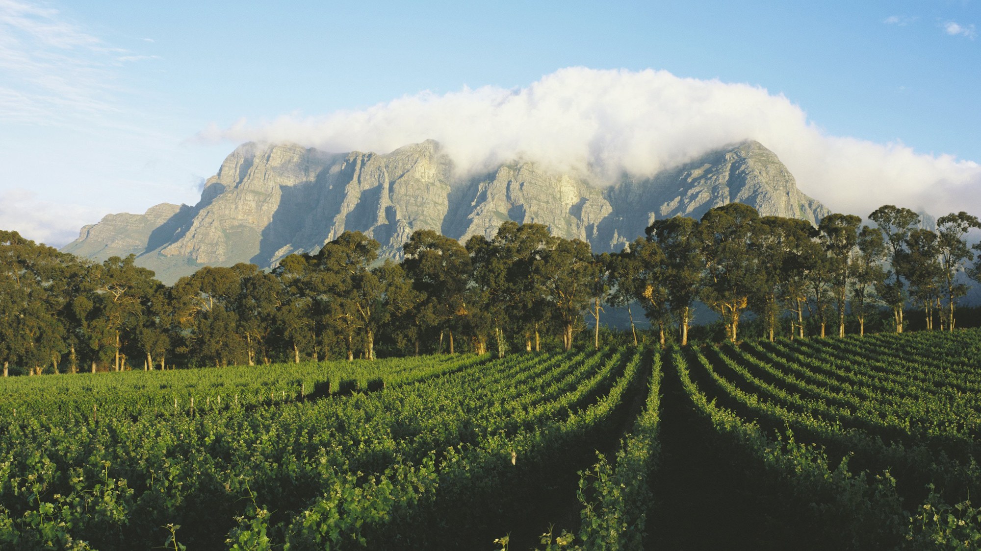 This is what the Cape’s very first visitors thought about the South African winelands photo