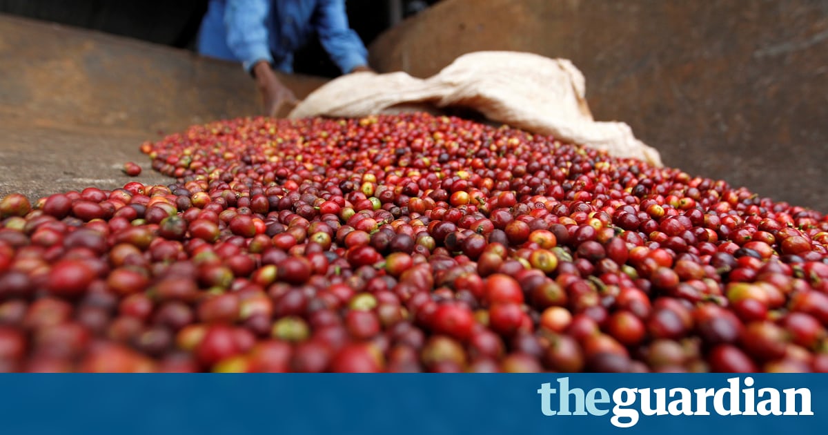 Kenya’s Coffee Thefts Blamed On Organised Cartels photo