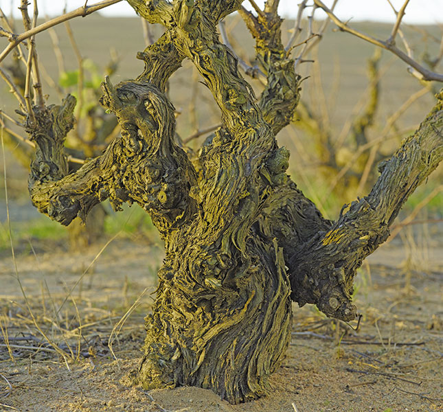 The Darling Of Bush Vine Wine photo