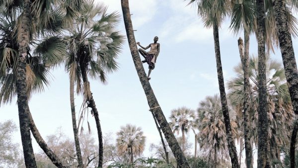 These Men Are Harvesting Wine From Namibia`s Palm Trees photo