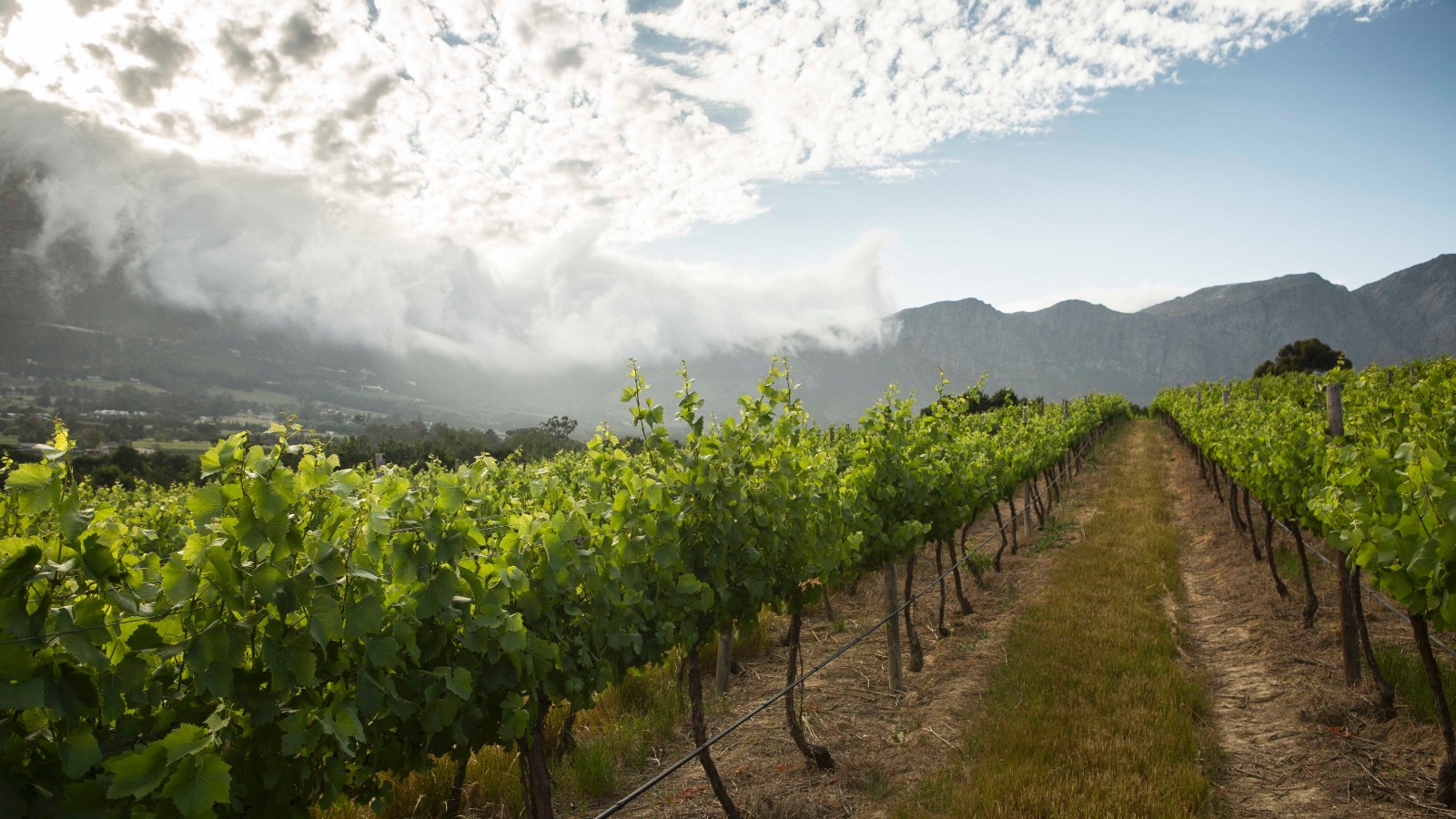 7 stunning Cape Town vineyards with food as good as the wine photo