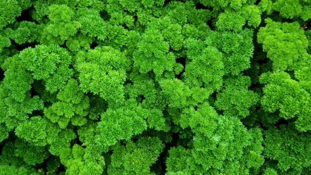 5 Herbs That Will Thrive In Partial Shade photo