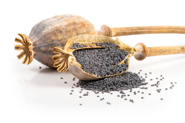 The risks associated with Poppy Seed tea photo