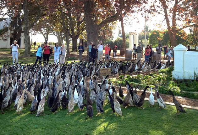Vergenoegd Boosts Wine Sales By Getting Its Ducks In A Row photo