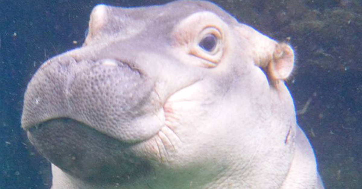 Baby Hippo Fiona Gets Her Own Beer photo