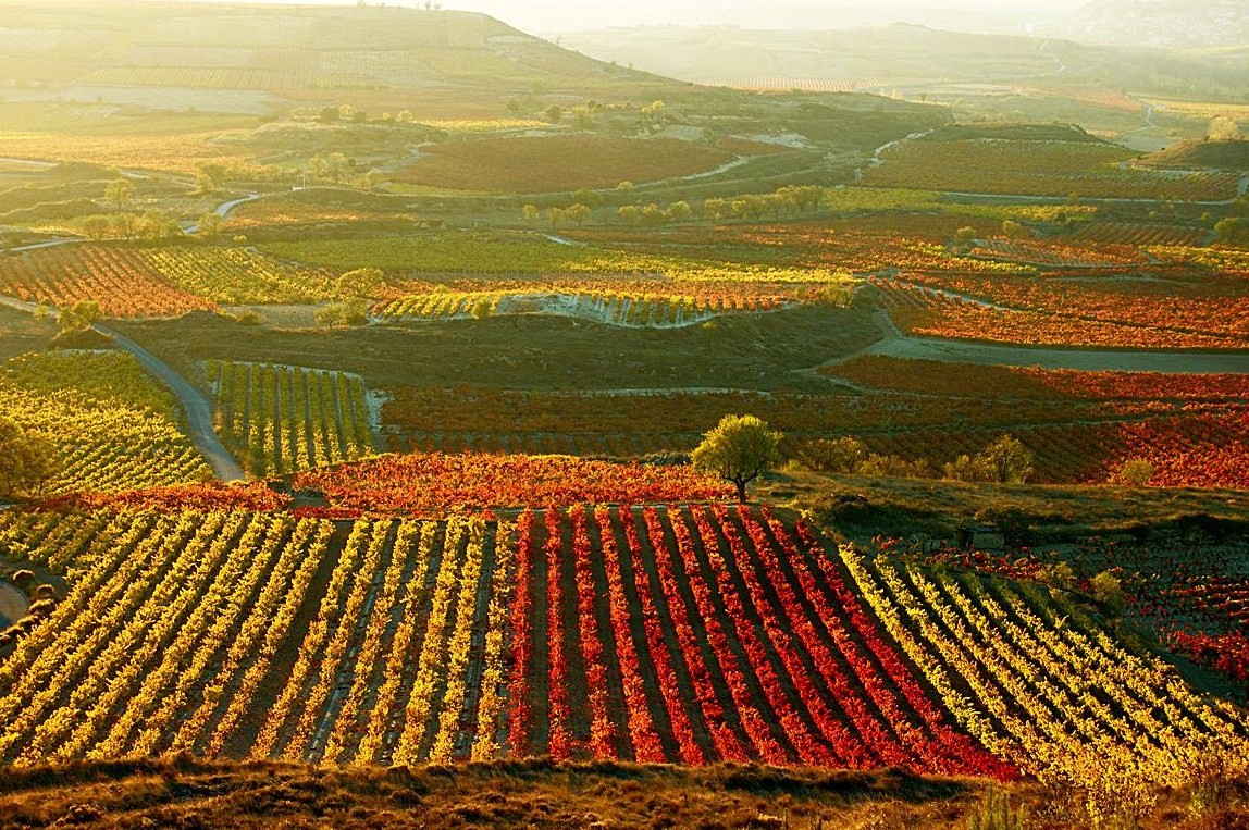 Rioja Vineyards ?badly Damaged? By Frost photo