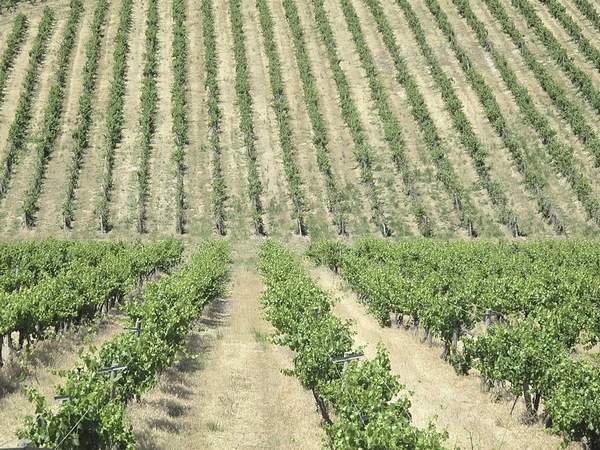 Harsh 2017 Winter Will Result In Reduced Idaho Wine Grape Crop photo