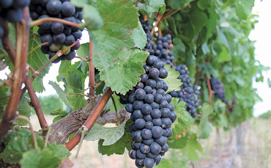 Wine Of Origin Cape Town: A Boost For Sa Wine Industry photo