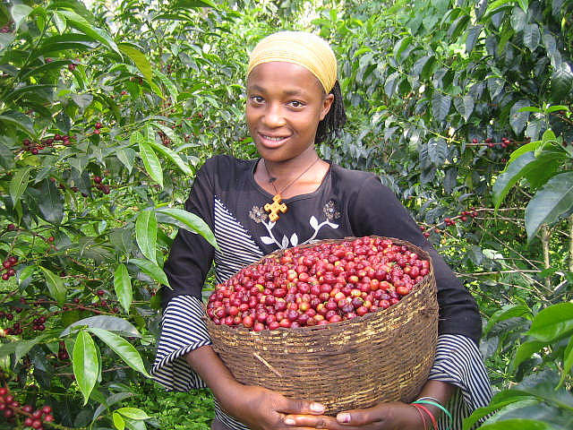 Climate Change Will Be Disastrous to Ethiopian Coffee Industry Without Intervention photo