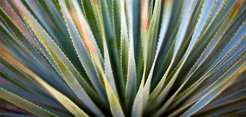 Mexican Plant-off: Agave Genetics photo