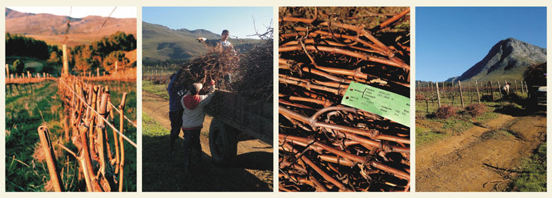 The process of pruning at Creation Wines photo