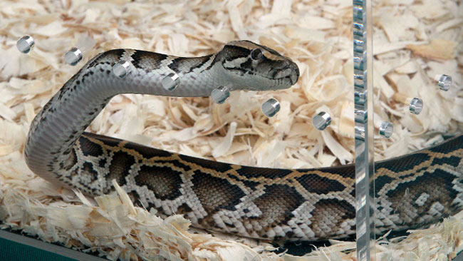 Gordon Ramsay Cooks Up Burmese Python In Florida photo