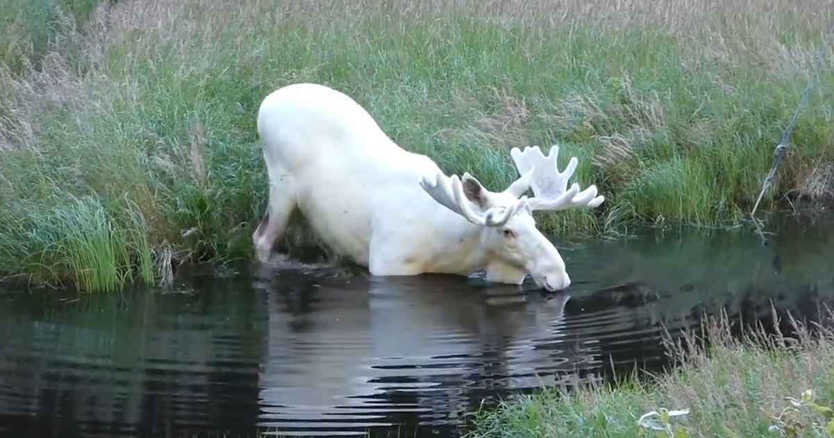 This White Moose Is Real And It Was Spotted In Sweden photo