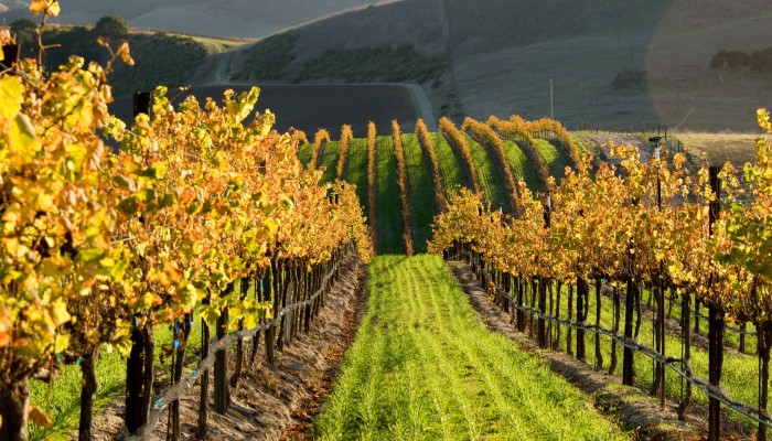 Three Californian Wines That Exemplify New World Innovation photo
