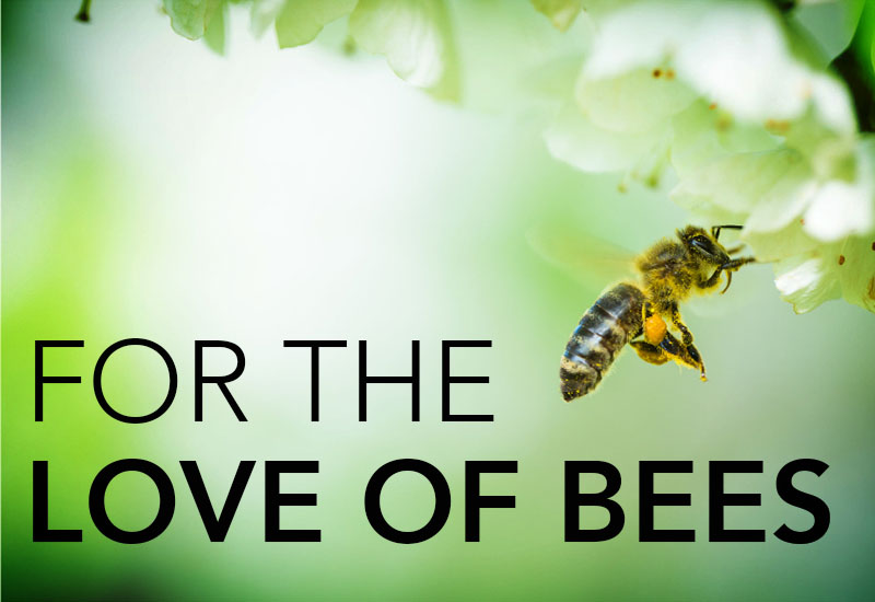 For the love of bees photo