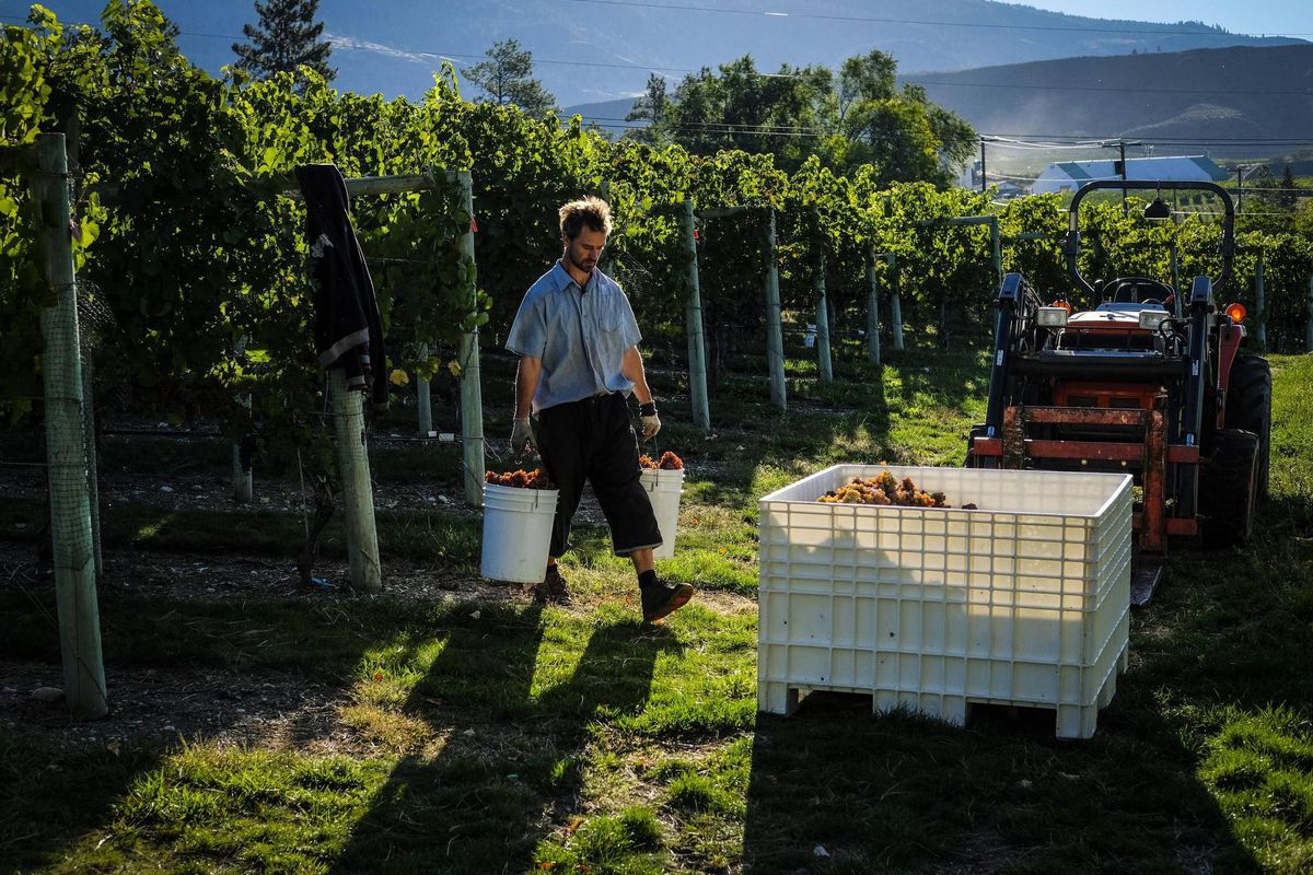 Supreme Court To Hear Complaints From B.c. Wineries Over Interprovincial Trade Barriers photo