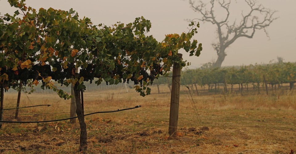 How The Wildfires Are Hurting California’s Wine Industry photo