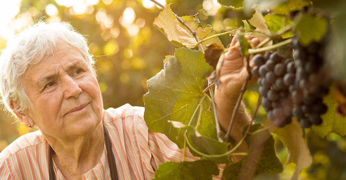 This 97-year-old Woman Is Still Working The Grape Harvest photo