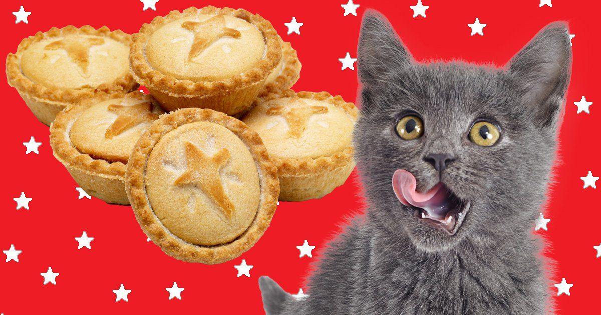 The Christmas Food You Can And Can’t Share With Your Pets photo