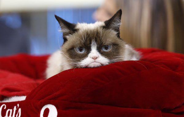 Grumpy Cat wins £500000 payout over coffee company using her image photo